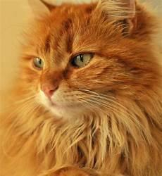 狸花猫打架是不是最厉害
