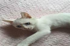 打架最厉害的猫排名